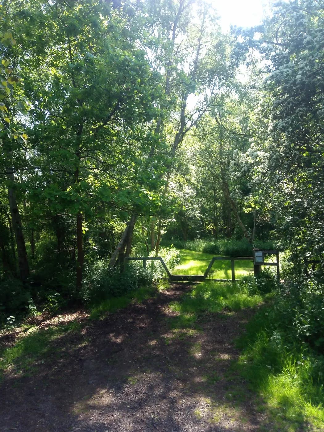 Lupine Woods Camping Rose Cottage, site landscape