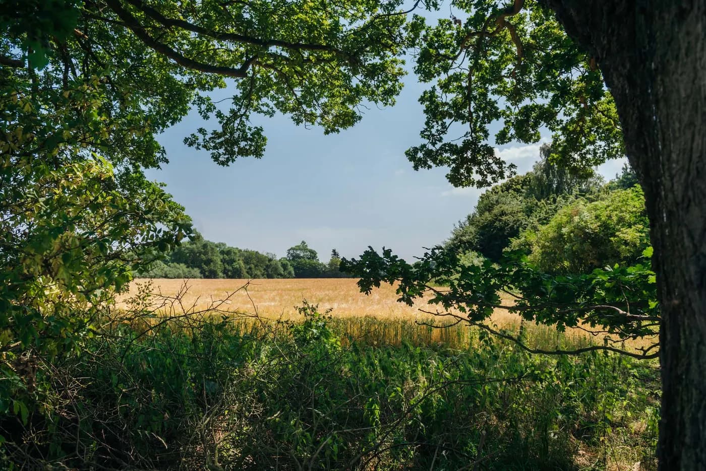 Molletts Farm, site landscape
