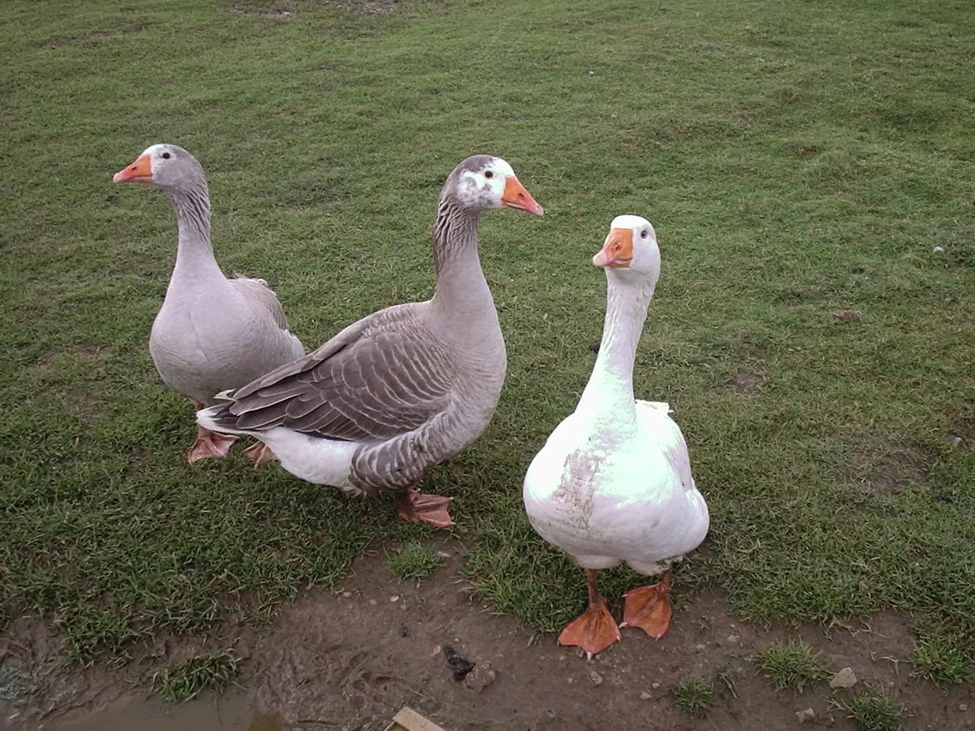 Fakenham Farm, flavour