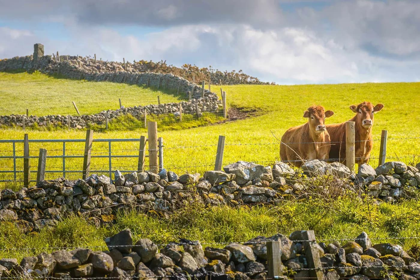 Down on the Farm, flavour