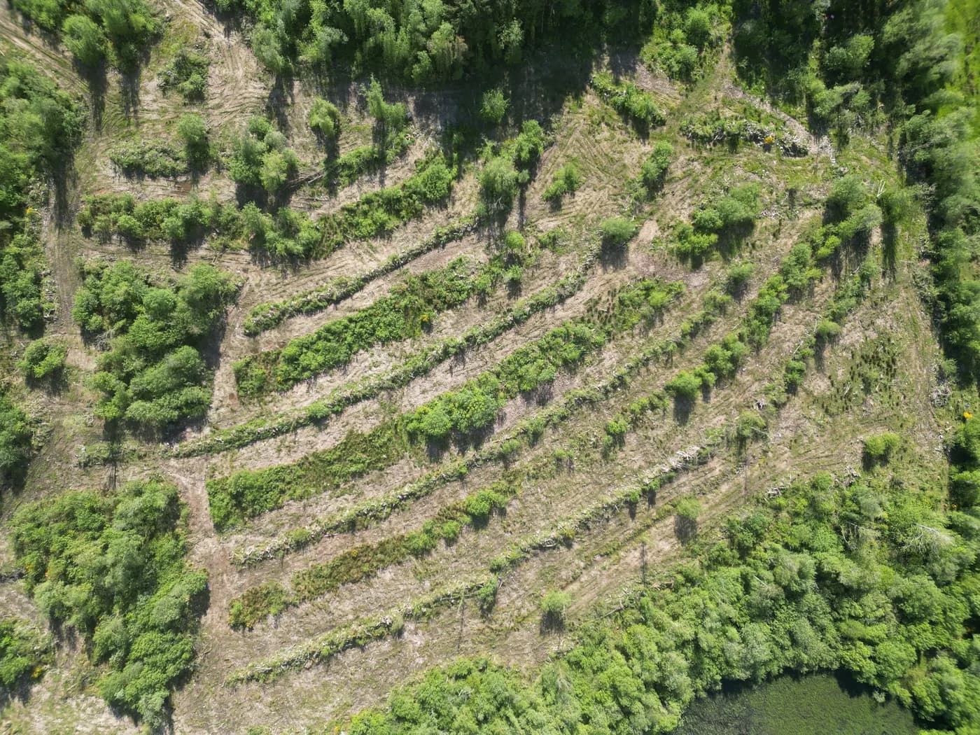 Henbant Bach Farm, site landscape