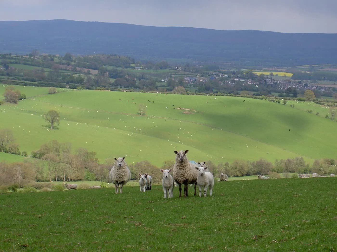Middle Woodbatch Farm, flavour