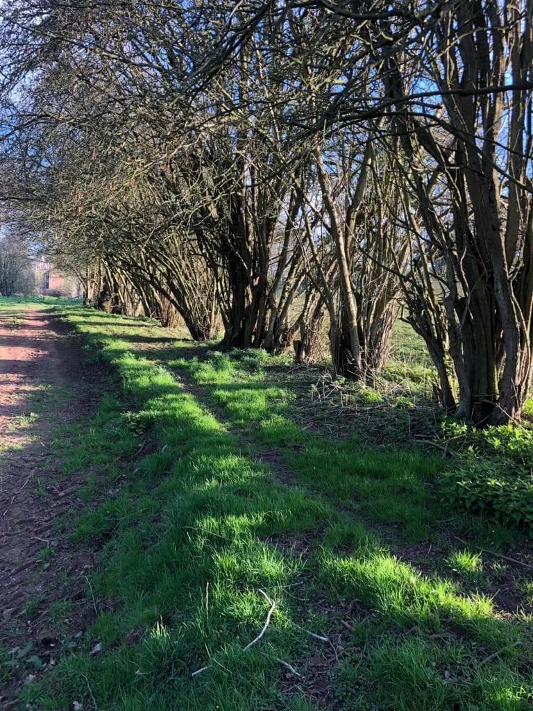 Linton Mill, site landscape