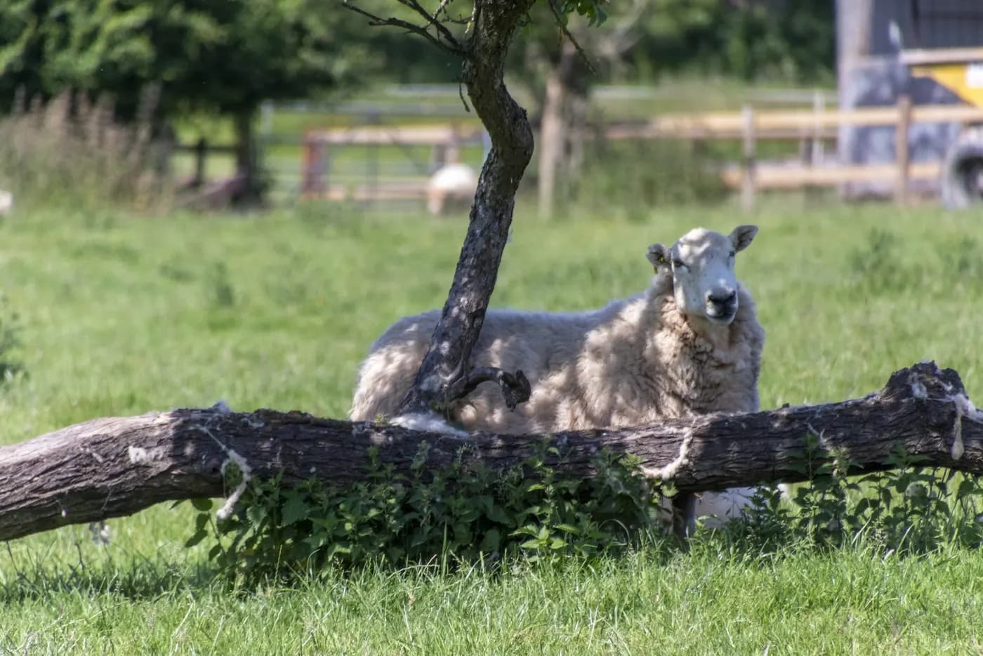 By the Red Phone Box, flavour