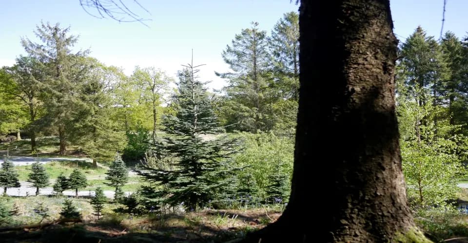 Noblewood Camping, site landscape