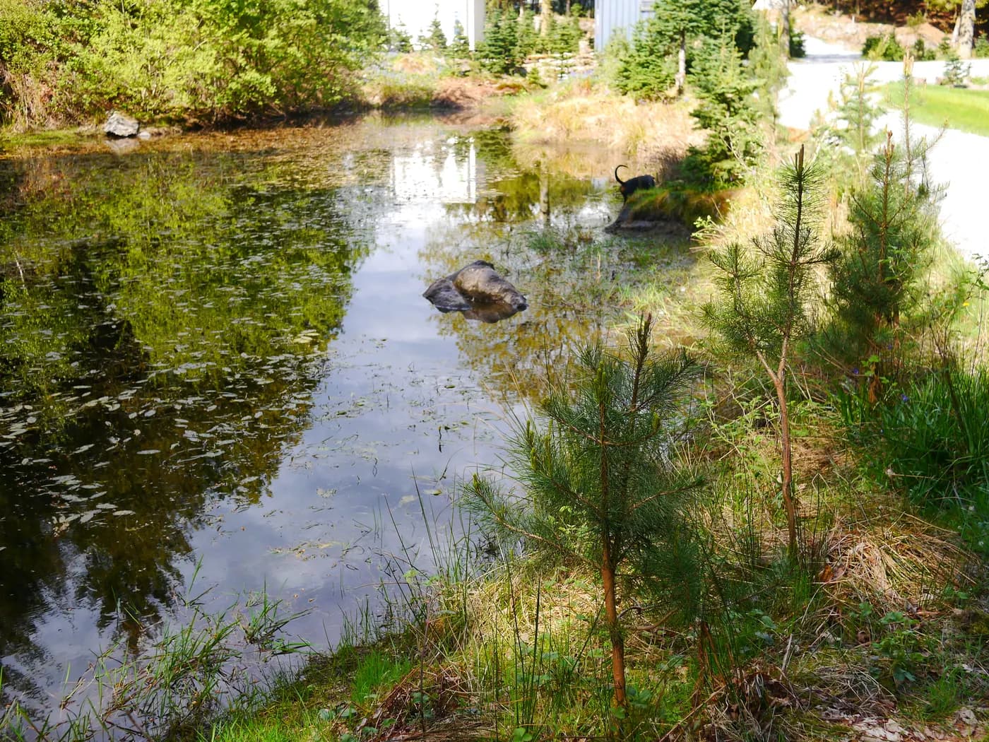 Noblewood Camping, site landscape