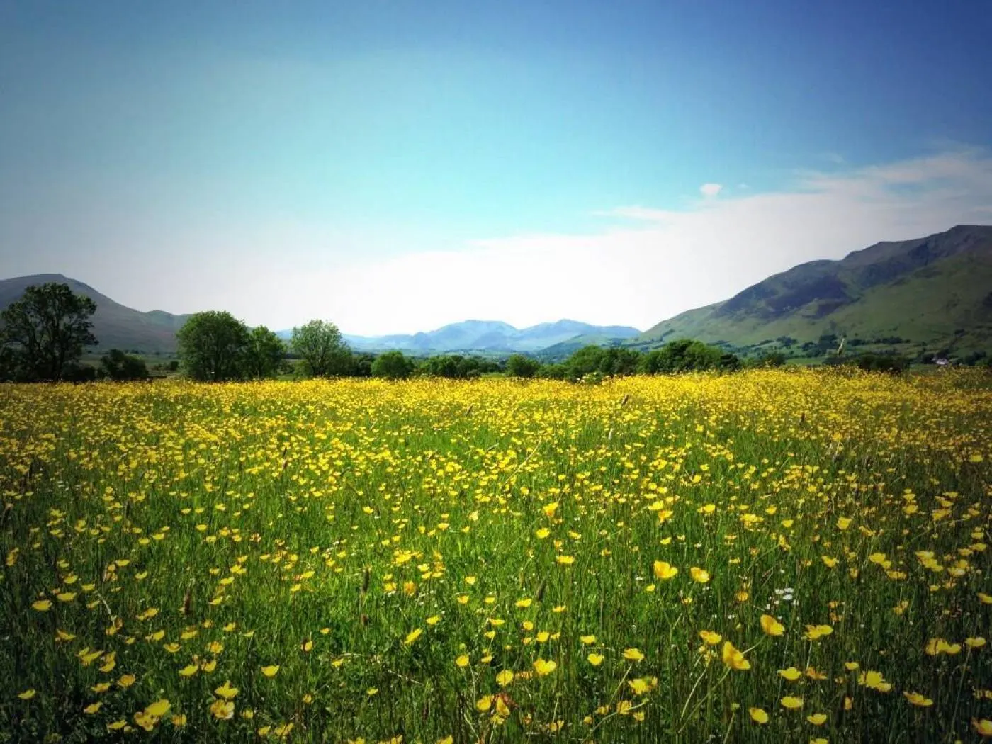 Gill Head Farm, site landscape