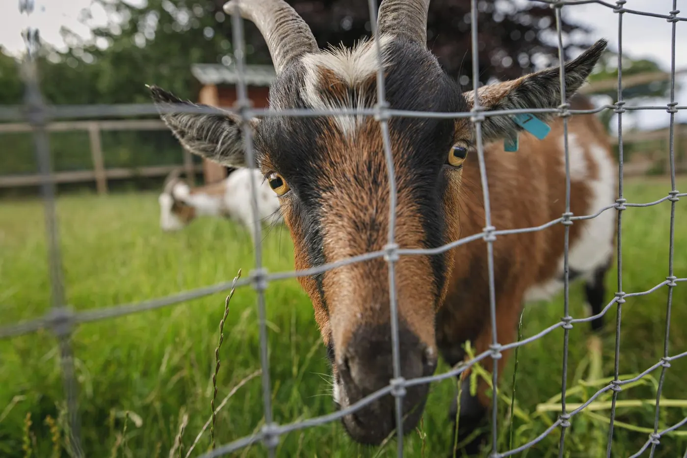 Breck Farm, flavour