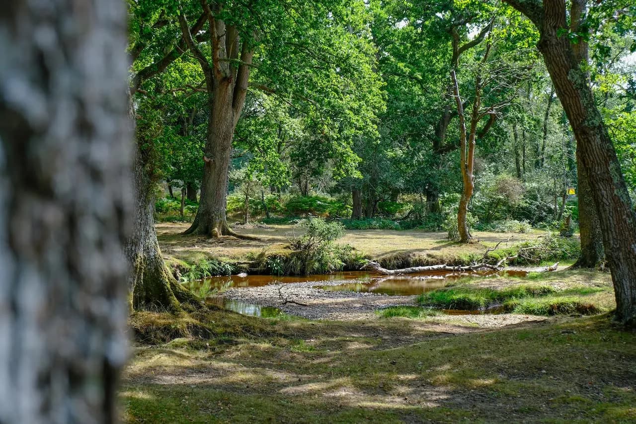 Aldridge Hill Camp Site, site landscape