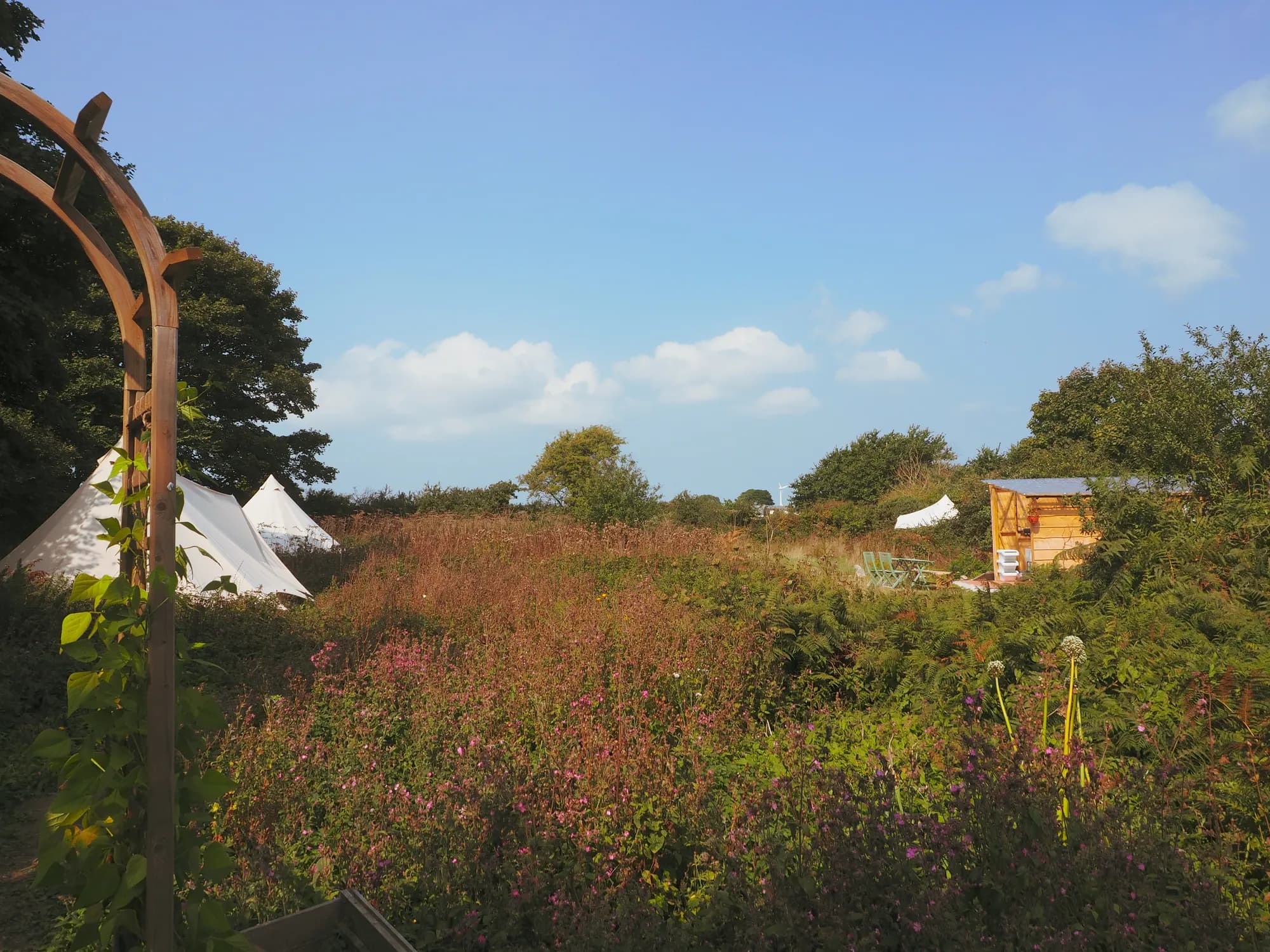 Foxglove Field (adults only)