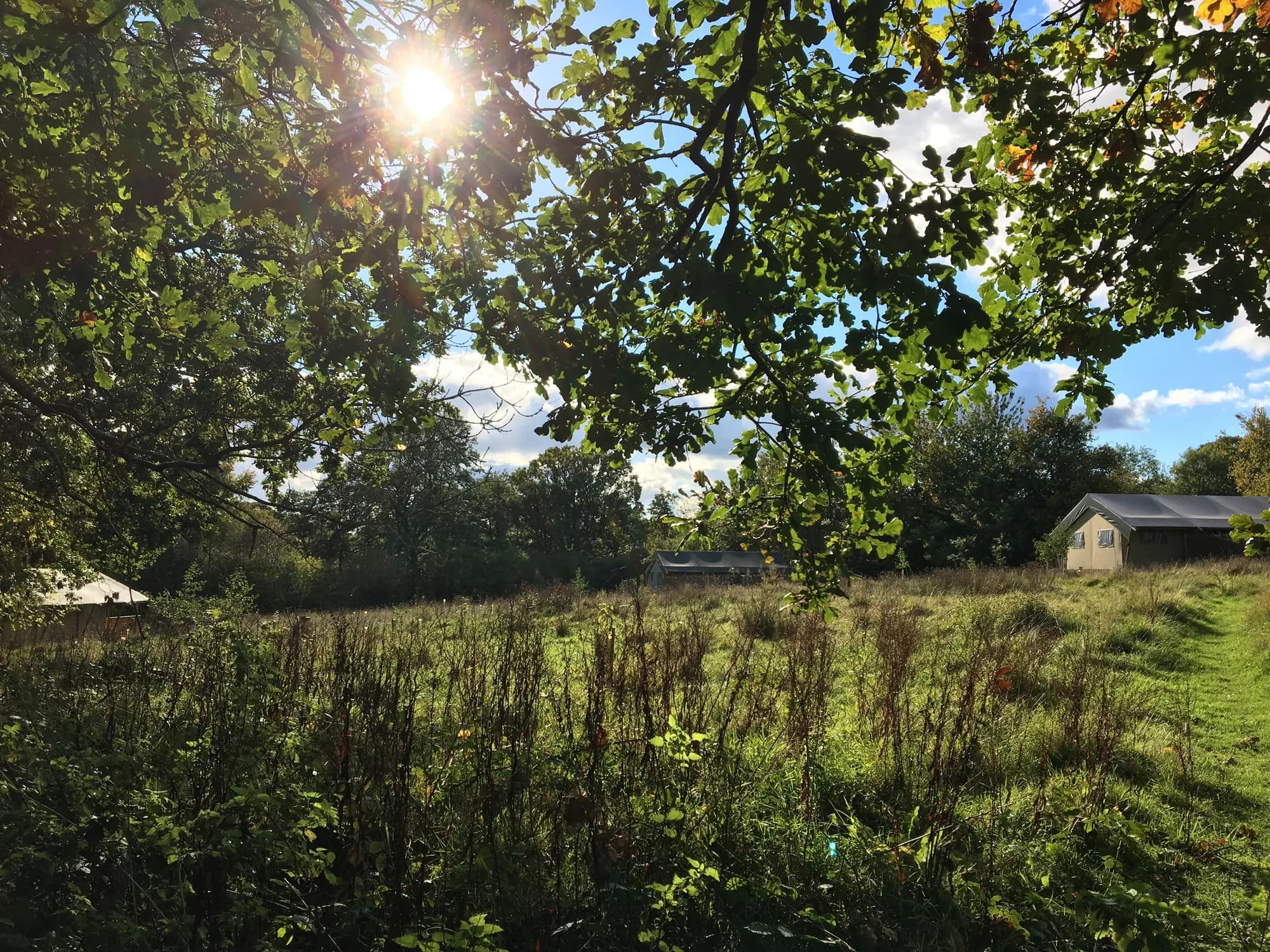 Medley Meadow