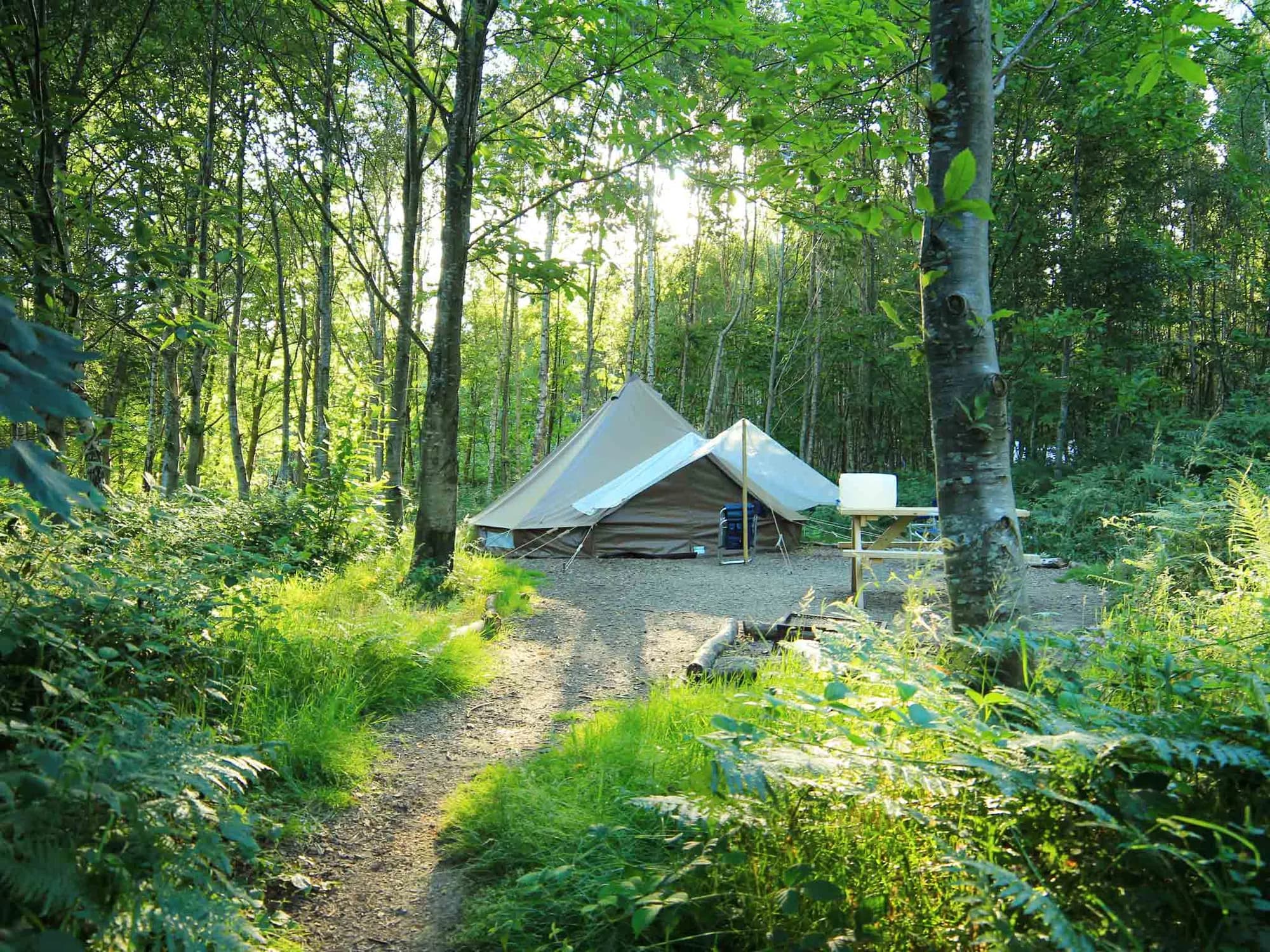 Deep in the forest
